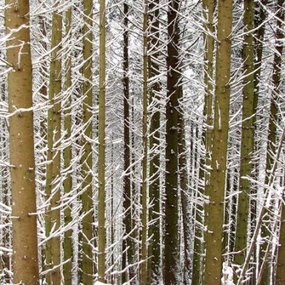 Le mot « joux » désigne une montagne boisée, le plus souvent en résineux.<br>Der Begriff «joux» bezeichnet einen bewaldeten Berg, wobei der Wald meist aus Nadelbäumen besteht.