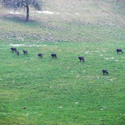 Le gibier apprécie l’endroit protégé et les rochers escarpés plongeant sur le Doubs.<br>Das geschützte Gelände und die felsigen Flanken des Doubstals werden gern vom Wild besucht.